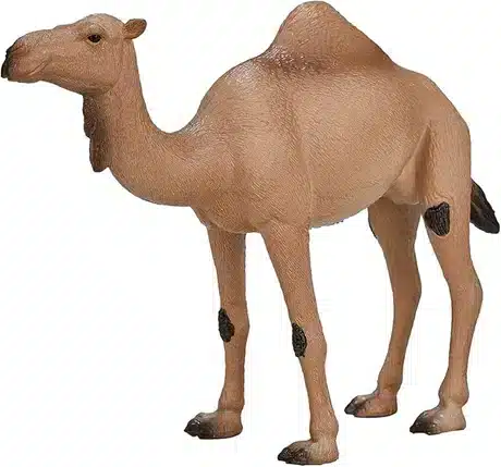 גמל ערבי