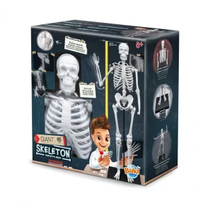 שלד אנושי להרכבה 85 ס"מ מבית בוקי צרפת Buki France